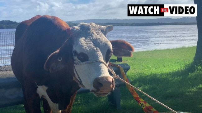 Ballina locals rally to save cow from flooded Richmond River