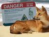 Dingo attack sparks K’gari warning as Easter school holidays begin