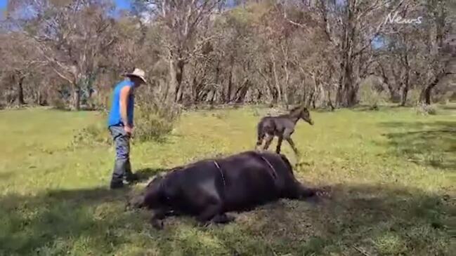 Slain brumby lays to rot next to starved foal