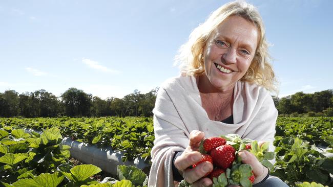 Pick of the bunch: Mandy Schultz on her strawberry farm at Wamuran in southeast Queensland.