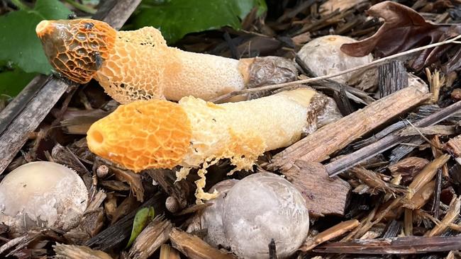 Stinkhorn mushroom in Mackay CBD, February 10, 2025