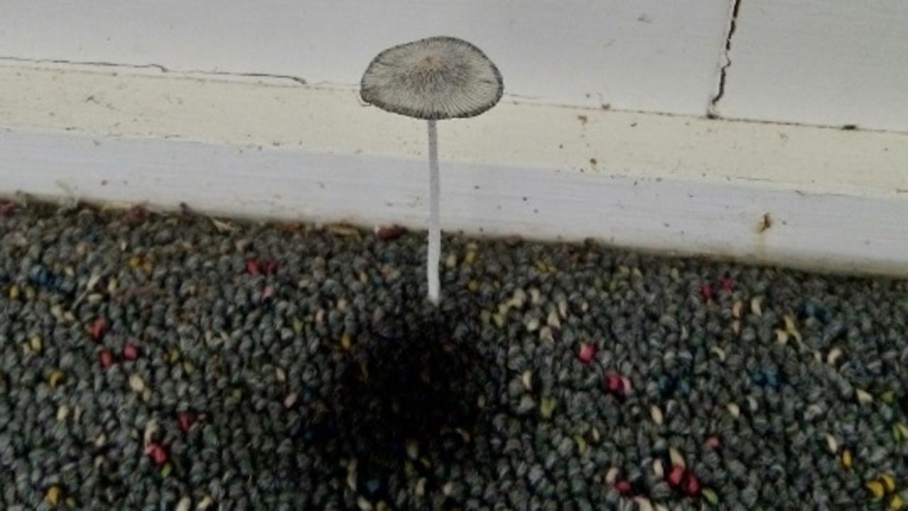 WTF? A former tenant at a Taringa property claims they were ignored by the owner after reporting a mushroom growing out of the carpet. Source: shitrentals.org