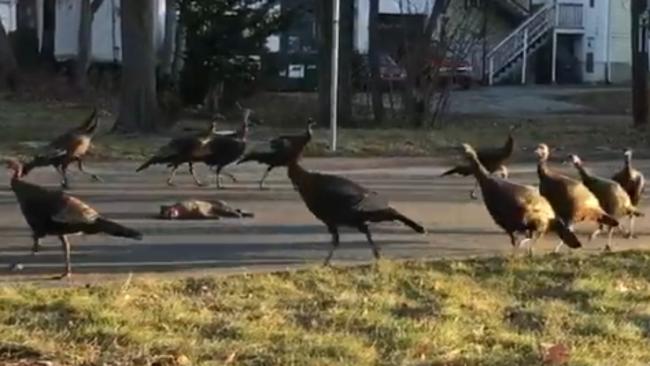 A flock of turkeys was caught on camera walking circles around a dead cat.