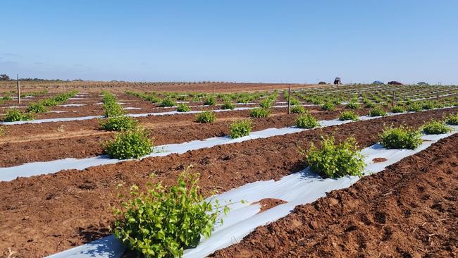 Biodegradable mulch could replace the use of plastic mulch for growers as it would respond to the problem of waste management. Picture: Contributed