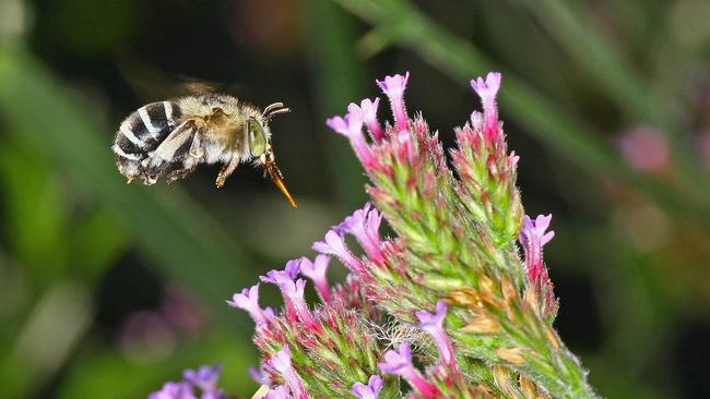 The native bee Amegilla (Zonamegilla) asserta on Purple Top Verbena.