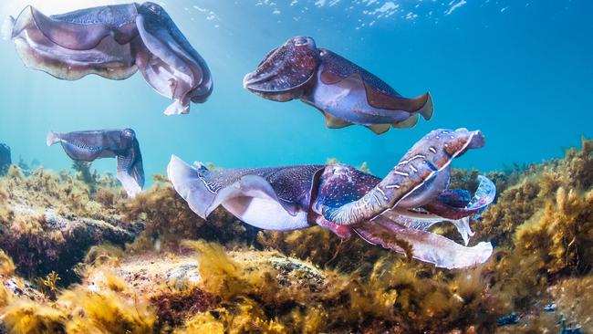 Giant Australian cuttlefish at Stony Point, near Whyalla. Picture: Carl Charter