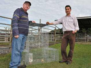 TRAP SETTING: Volunteer Charlie Knight (left) and Anton Nguyen, Lismore Council environ. Picture: Mireille Merlet-Shaw