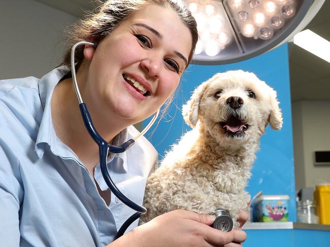 The Ringwood Vet Emergency clinic - which opened last year - has now evolved into a full-blown hospital set-up for pets. There's only three similar practices, and they're in Bundoora and Werribee, so this is huge for the area. It now includes emergency rooms with CT scanner, general practice, medicine and surgery. Manager Vicky Wade is pictured with Poodle Mixer Stimpy (with Cat Scan) and Mac at the clinic on Wednesday 23rd October, 2019.