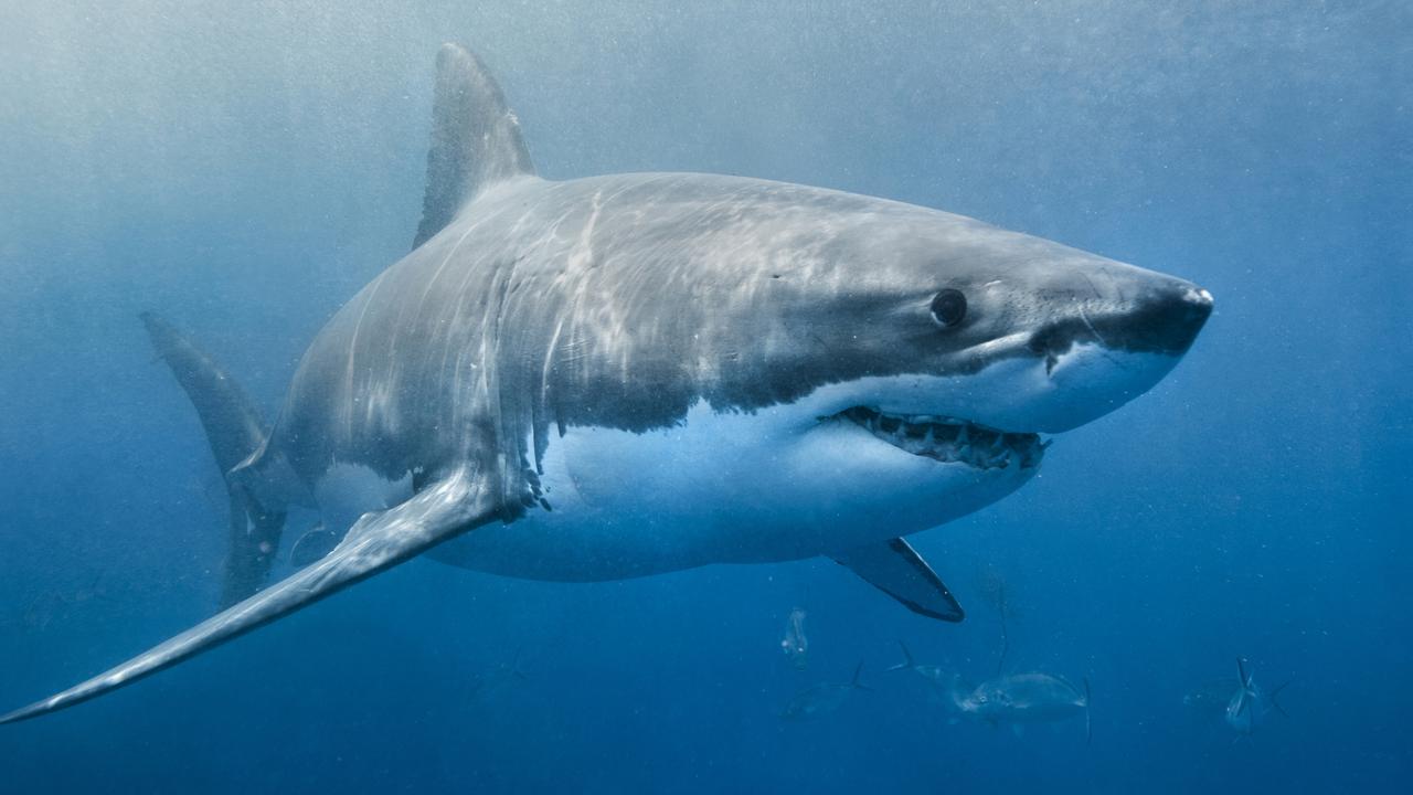 Gary May: Yallingup beach remains closed after shark attack on paddle ...