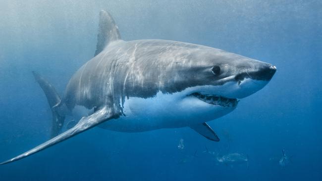 The man was not bitten by the shark but there were marks left behind on his paddle board. Picture: Supplied/Generic