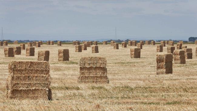 Bright spot: North Asian buyers are preferring WA’s unbleached hay. Picture: Andy Rogers