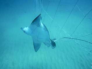 Eagle Ray caught in nets off the North Coast.