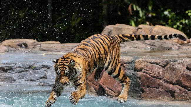 A tigers cool off at Tiger Island at Dreamworld. Picture: NIGEL HALLETT