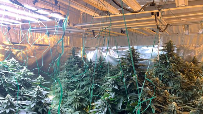 Police found 66 plants at the Wadalba house, which officers allege is linked to Ms Vu and her Lake Haven address. (File image: NSW Police)