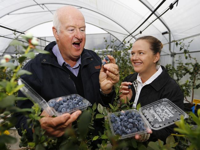 Blue heaven: Ridley Bell and his daughter Natalie at Mountain Blue, which has one of the largest blueberry breeding programs in the world. Picture: Jason O’Brien