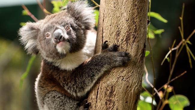 Koalas in the Georges River corridors are under threat from loss of habitat and road fatalities. Picture: Calum Robertson