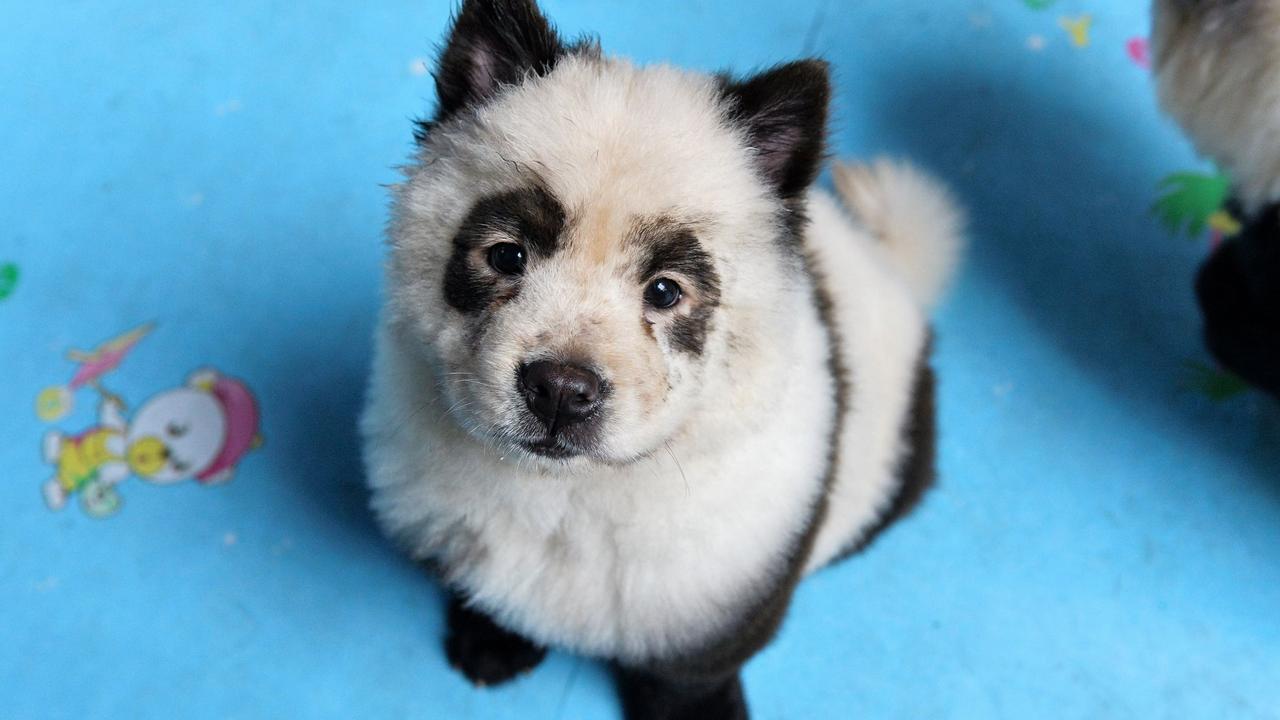 Chow panda outlet puppy for sale