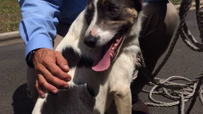 This young male Kelpie was found by Gatton police officers on the side of the Warrgo Highway this morning. Photo Amy Lyne / Gatton Star. Picture: Amy  Lyne