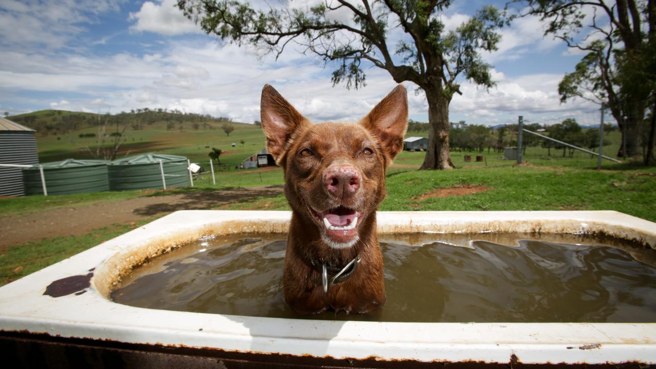 Red cloud best sale kelpie for sale