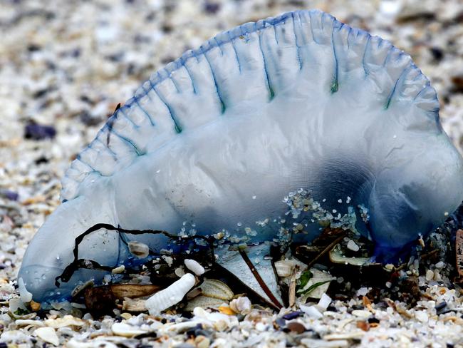 The bluebottle jellyfish can deliver a deadly sting even when washed up dead on the beach.