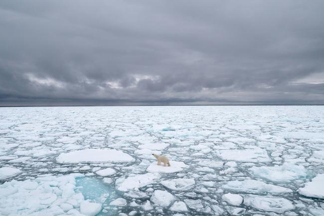 Polar Bears International photo of a polar bear in Svalbard, Norway, in 2018