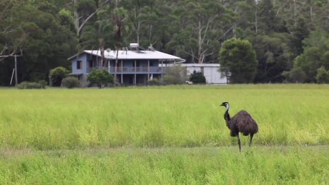 Coastal emus in the Clarence Valley