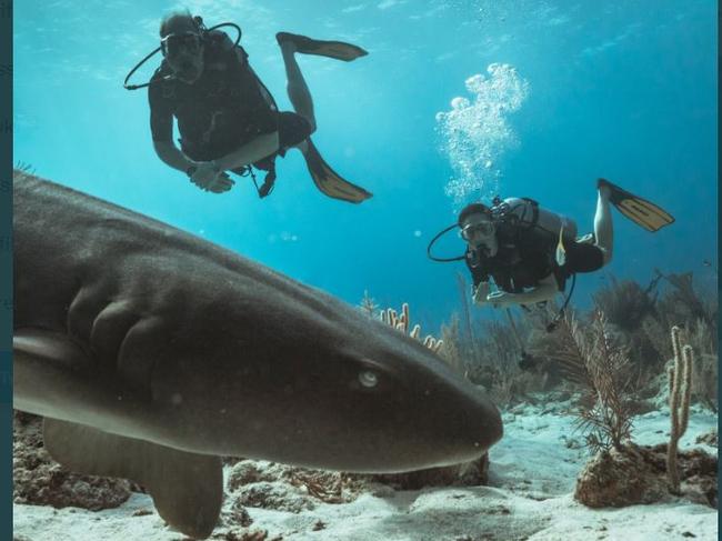 Wills and Kate brave shark-infested waters