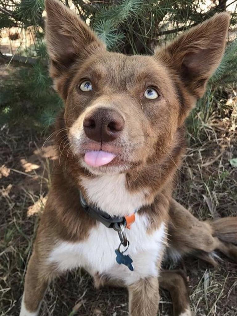 Cocker spaniel best sale cross kelpie