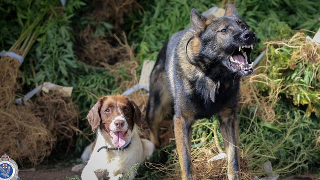 Hayley rests and her partner Xtreme acts tough next to some marijuana plants during an operation.