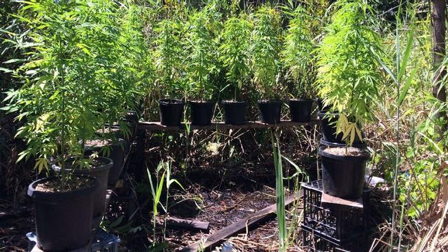 Some of the cannabis plants had been propped up on crates to protect them from the salt water.