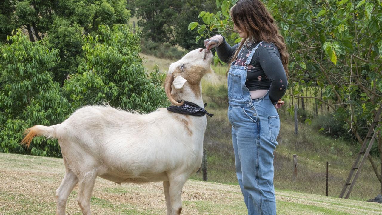 Gary the goat is on the search for a girlfriend with the help of his mum Victoria Campbell. Picture: Nev Madsen