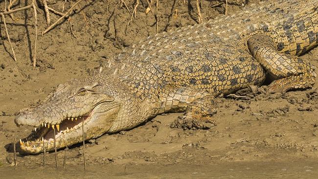 Mass mangrove die-back in Gulf, saltwater crocodile. Picture supplied.