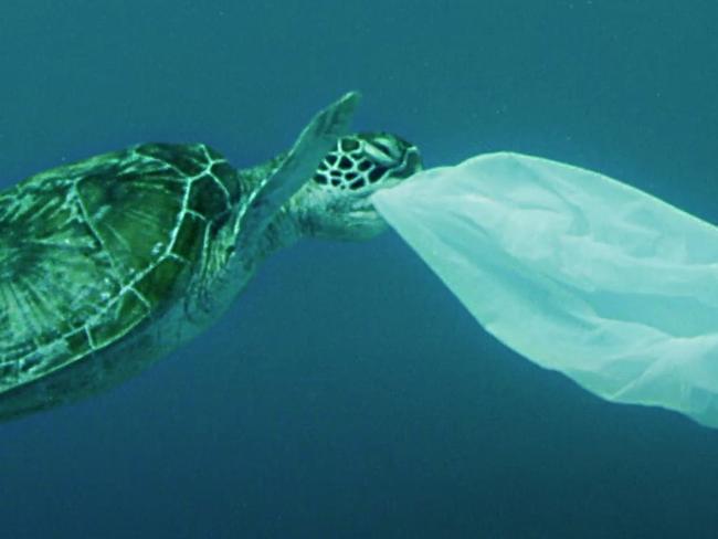 Turtles are among the most affected by plastic pollution, often mistaking it for food.