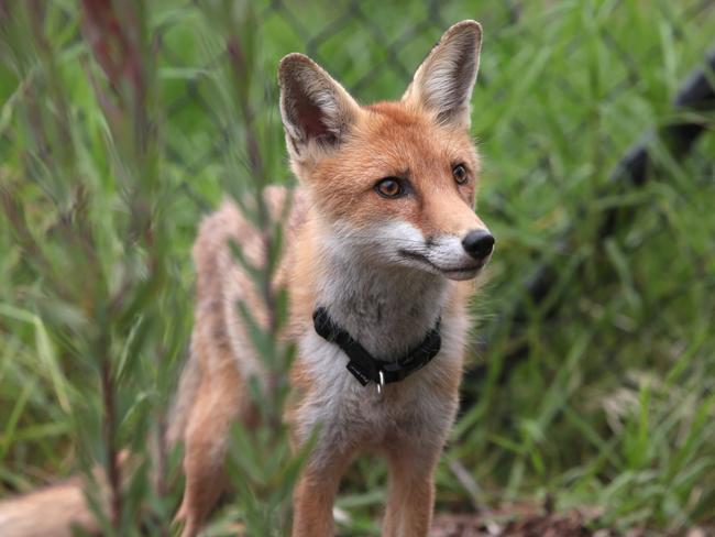 Foxes are also in the council’s sights.