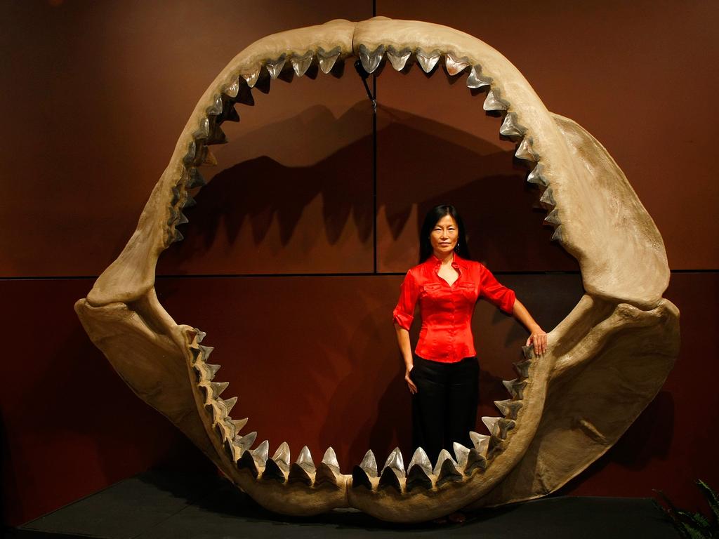 Enya Kim from the Natural History department at auctioneers Bonhams & Butterfields stands inside one of the world's largest set of shark jaws comprised of about 180 fossil teeth from the prehistoric species, Carcharocles megalodon, which grew to the size of a school bus, at the Venetian Resort Hotel Casino September 30, 2009 in Las Vegas, Nevada. Bonhams & Butterfields hope the fossil will fetch about USD 900,000-1.2 million when it is auctioned off on October 3 at the Venetian as part of their Natural History auction. The centerpiece of the lot of 50 fossils being auctioned is a 66-million-year-old Tyrannosaurus rex skeleton dubbed |Samson.| The 40-foot-long female dinosaur fossil, excavated in South Dakota in, co