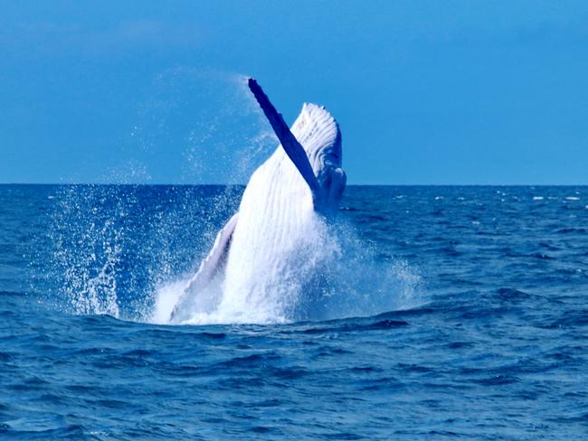 Migaloo putting on an amazing show breaching out of the water, thrilling the passengers and crew aboard Silversonic, Quicksilver’s Port Douglas based dive and snorkel vessel. The whale was sighted at around 35mile Reef en-route to the Agincourt reefs with the encounter lasting approximately 10 minutes. Image Captured by Indepth Photography, Quicksilver.