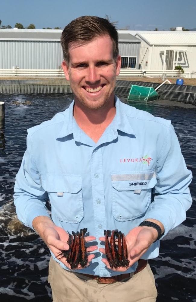 Aquaculture biologist Tim Perrin researches sustainable prawn breeding at CSIRO. Picture: Supplied