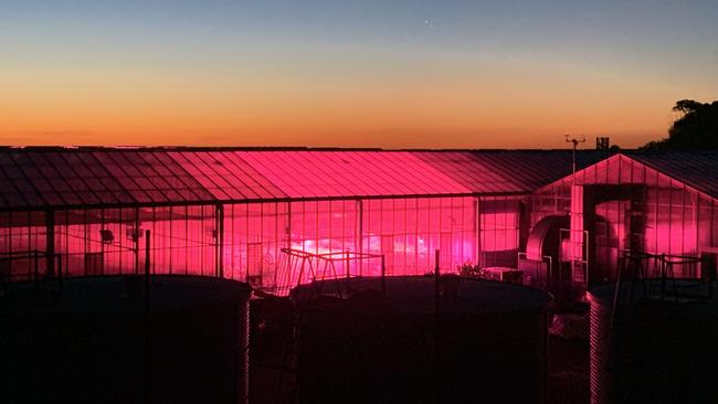 The plant accelerator, at the University of Adelaide's Waite campus glows in the dark when special LED lights are switched on. Picture: Tim Williams