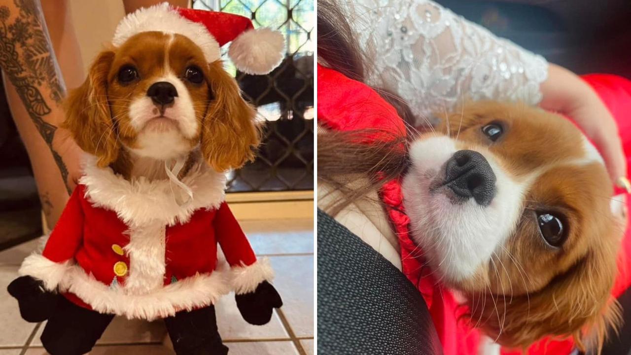 Duchess: Cinta Grima's 13 week old Cavalier King Charles Spaniel
