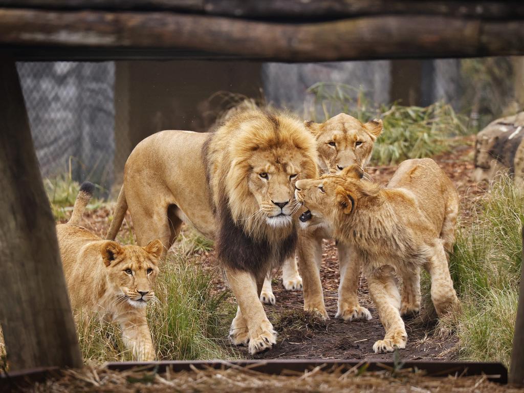 Members of Taronga’s lion pride escaped from their enclosure on Wednesday. Picture: Sam Ruttyn