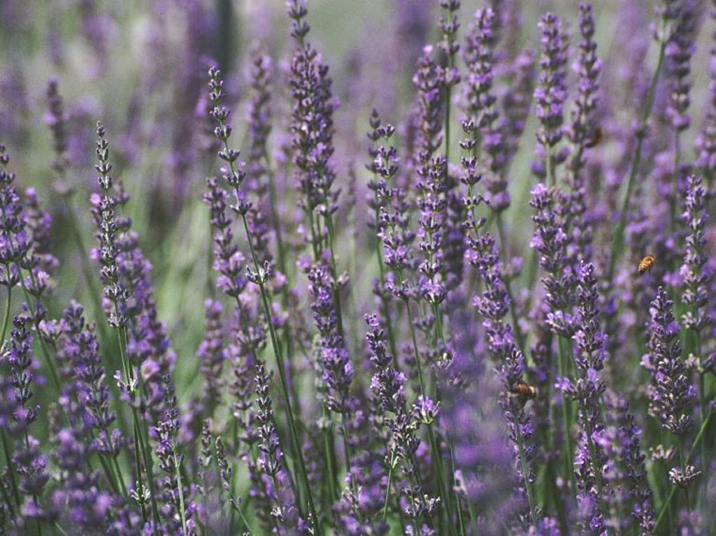 Lavender makes a wonderful feature in any garden.