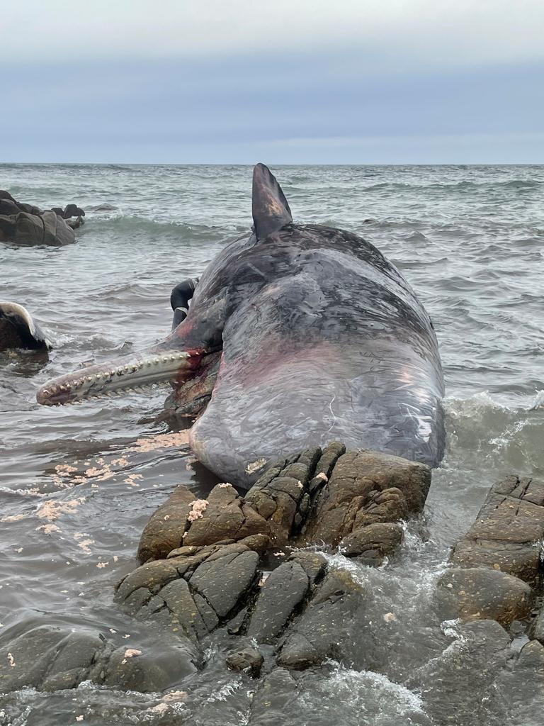 Australia says about 230 pilot whales stranded in Tasmania, half feared dead