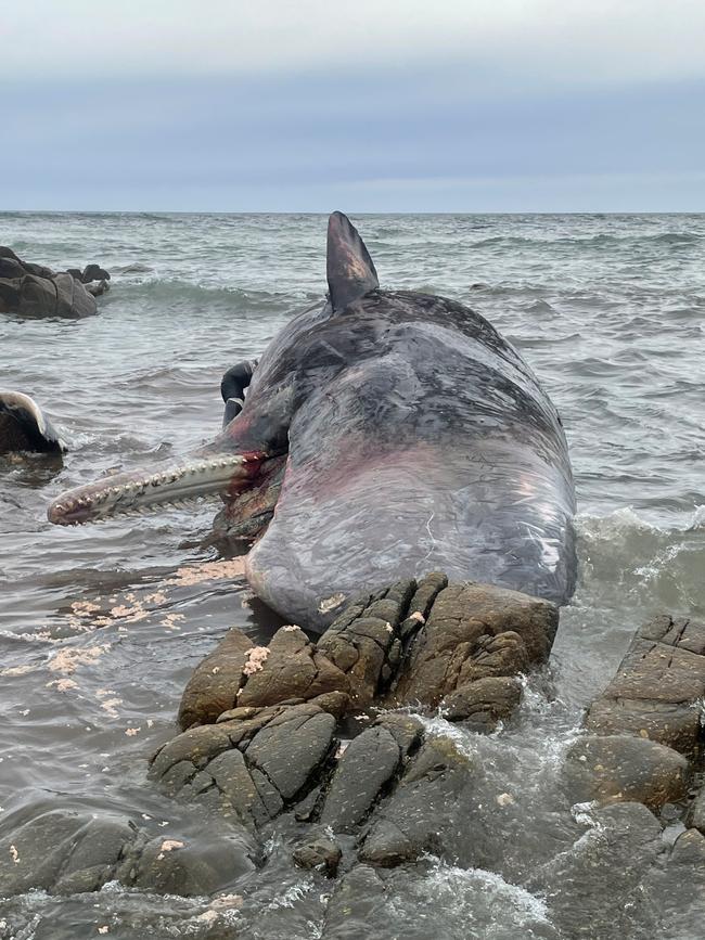 Sperm whales stranded on King Island. Pic: NRE Tas.