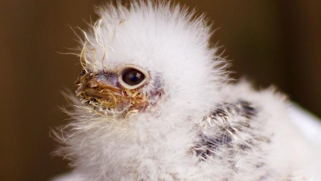 Baby tawny frogmouth chick Balto at Bonorong Wildlife Sanctuary. Picture: LIZ PULO