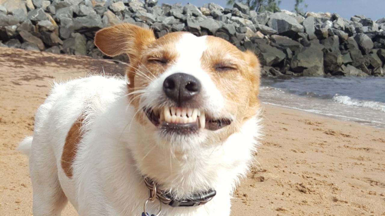 07/01/2017 - Dexter loves when the local dog beach is empty and he can roam free without getting his butt sniffed Picture: Corinne