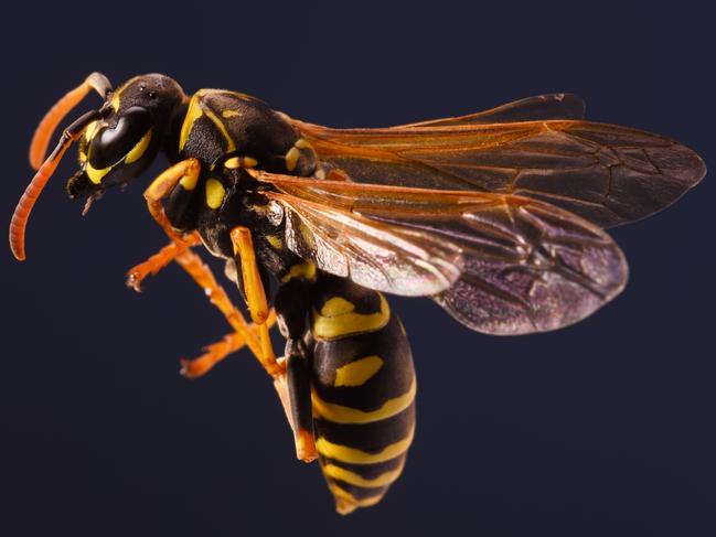 The common wasp.