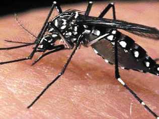 Mosquitos are out in force in coastal towns. Picture: Mosquito