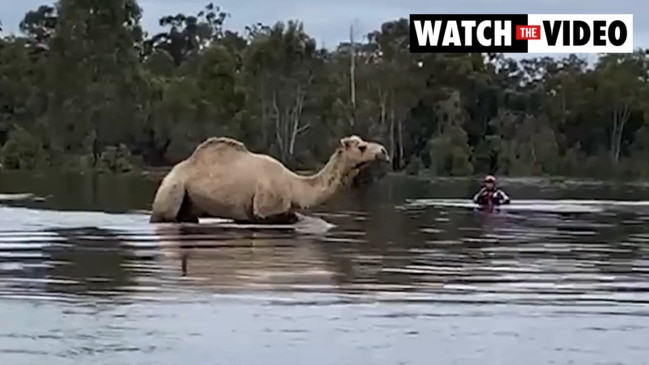 Camels rescued from floodwaters in Moama