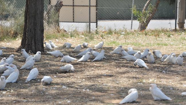 Corellas have long been a problem at Aldinga, leaving feathers and droppings all over the town. Picture Roger Wyman