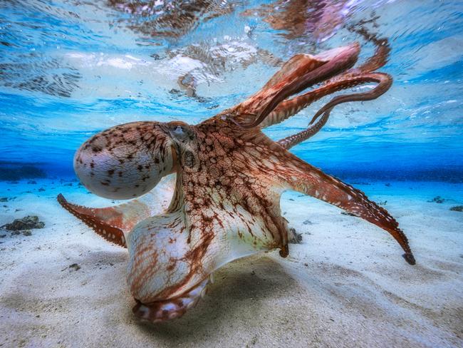 Underwater Photographer of the Year 2017... Dancing Octopus. In the lagoon of Mayotte, during spring low tides, there is very little water on the flats. Only 30 cm in fact. That’s when I took this picture. I had to get as close as possible to the dome to create this effect. The 14 mm is an ultra wide angle lens with very good close focus which gives this effect of great size. The octopus appears larger, and the height of water also. Also, I didn’t need flash because I had lots of natural light. Picture: Gabriel Barathieu/France/UPY 2017